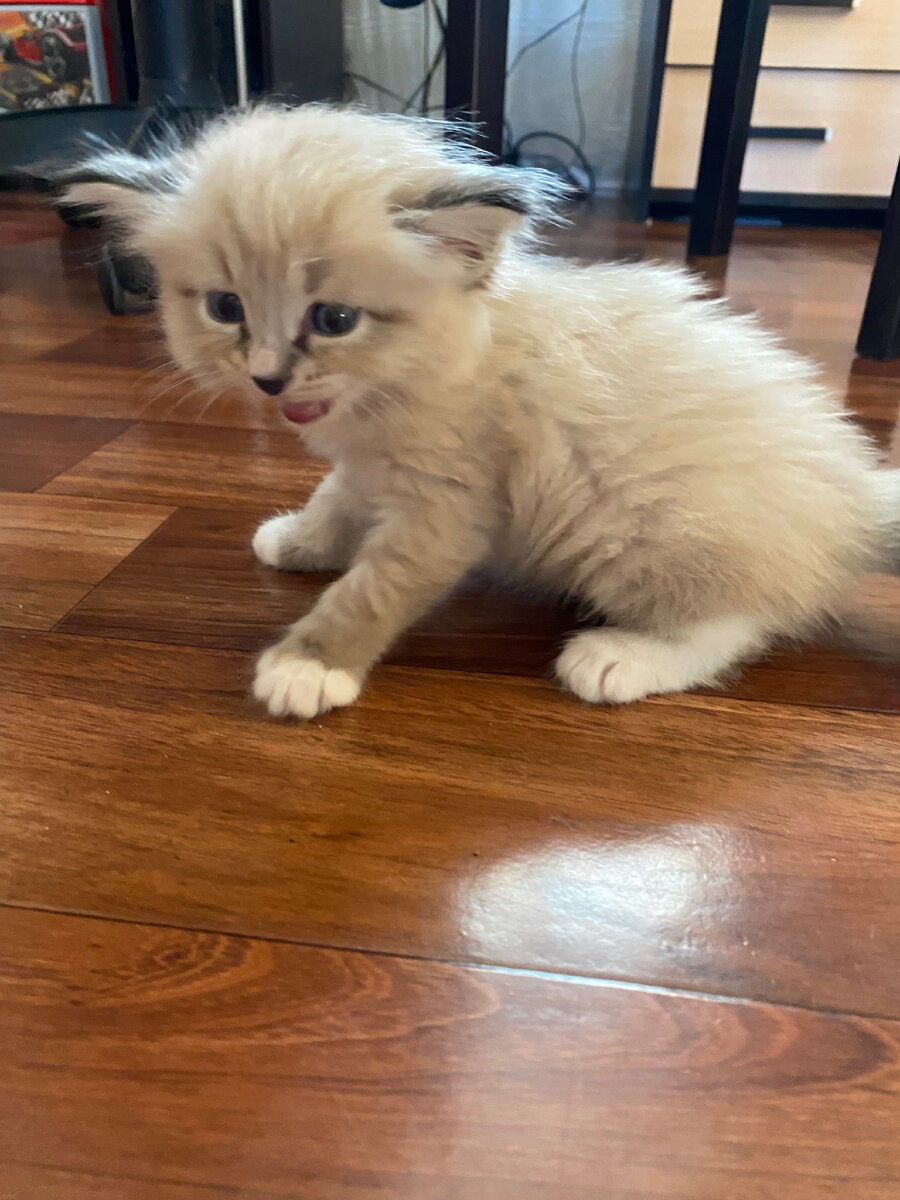 Главная героиня Стеша