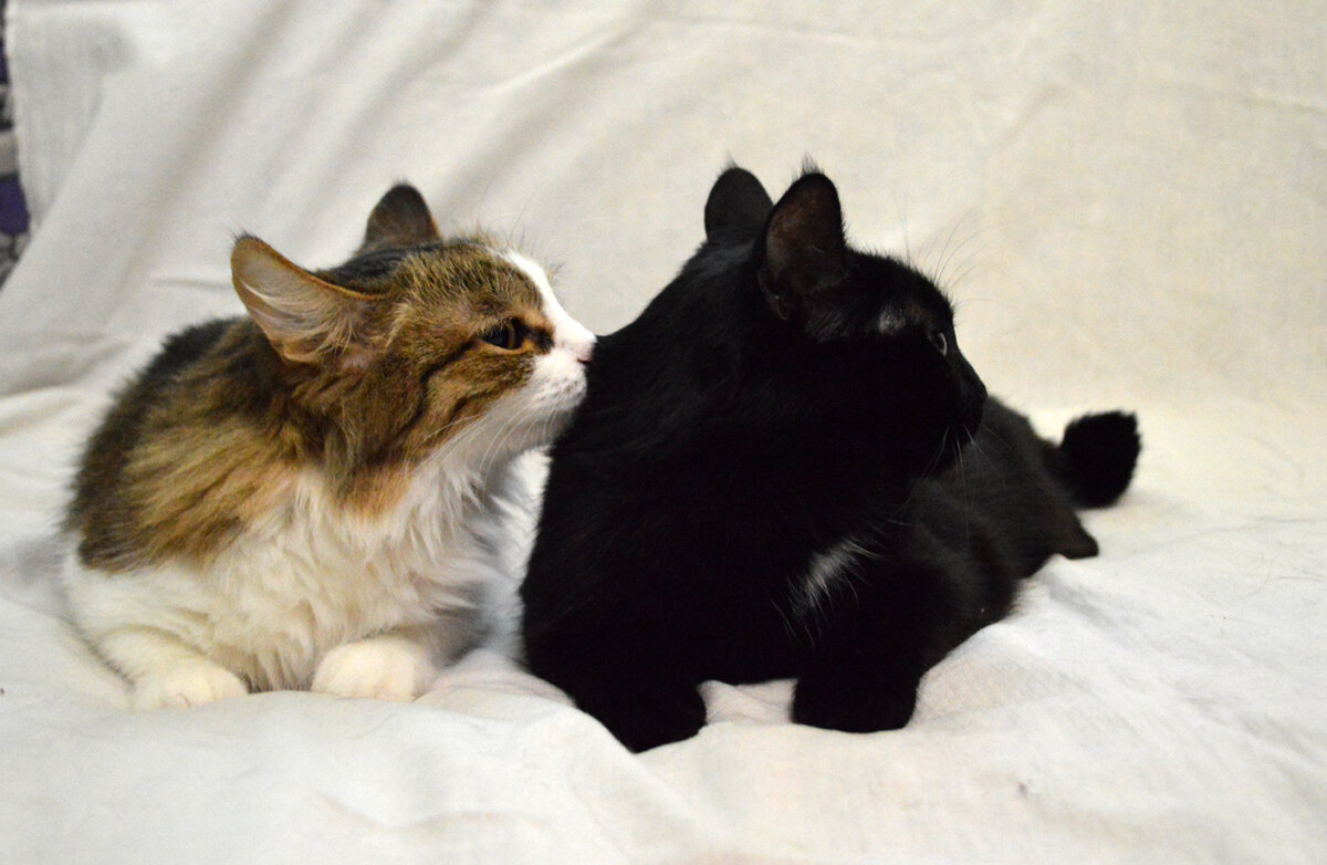 Кати и Дика