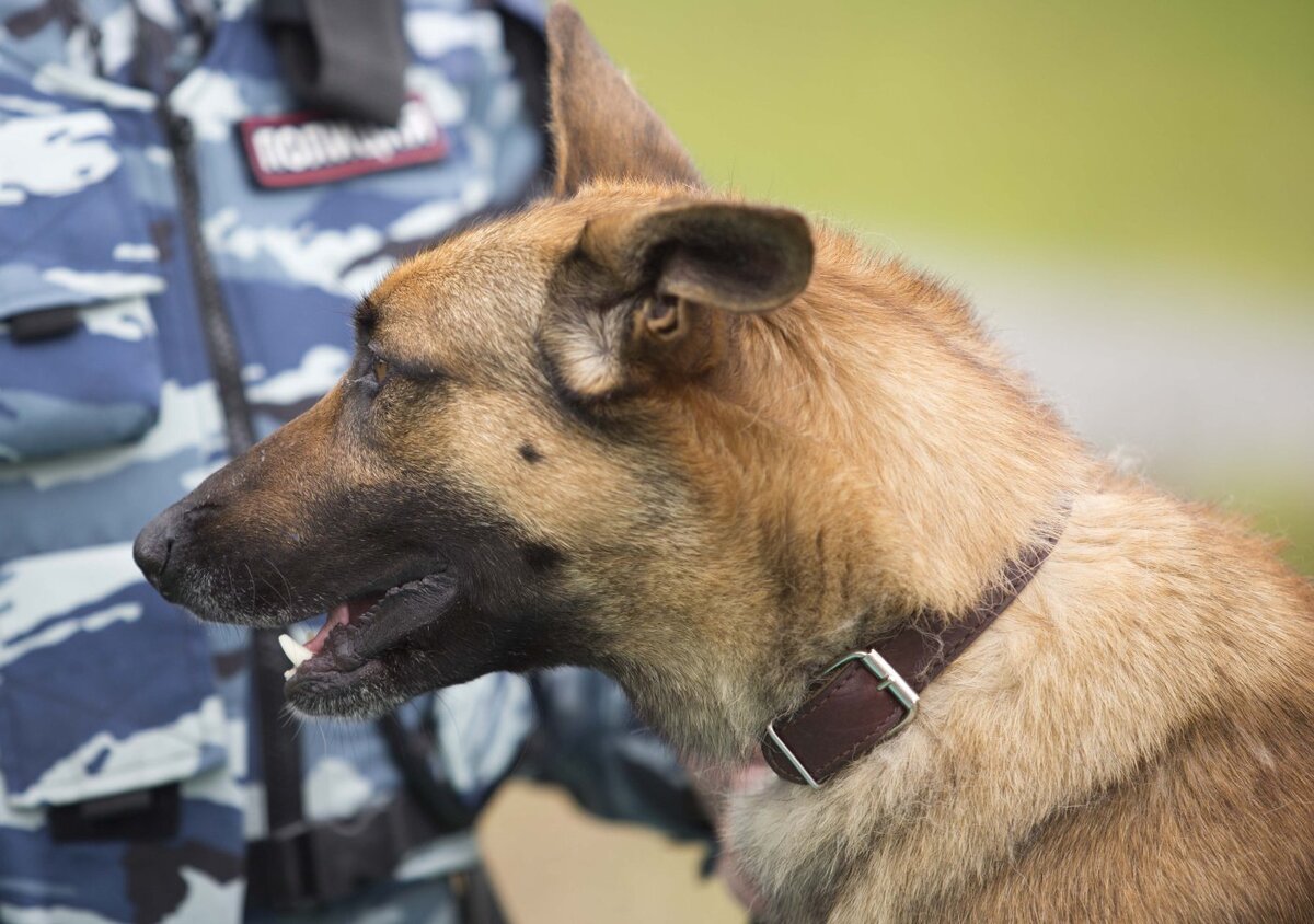    В Сургуте служебная собака помогла раскрыть кражу золота