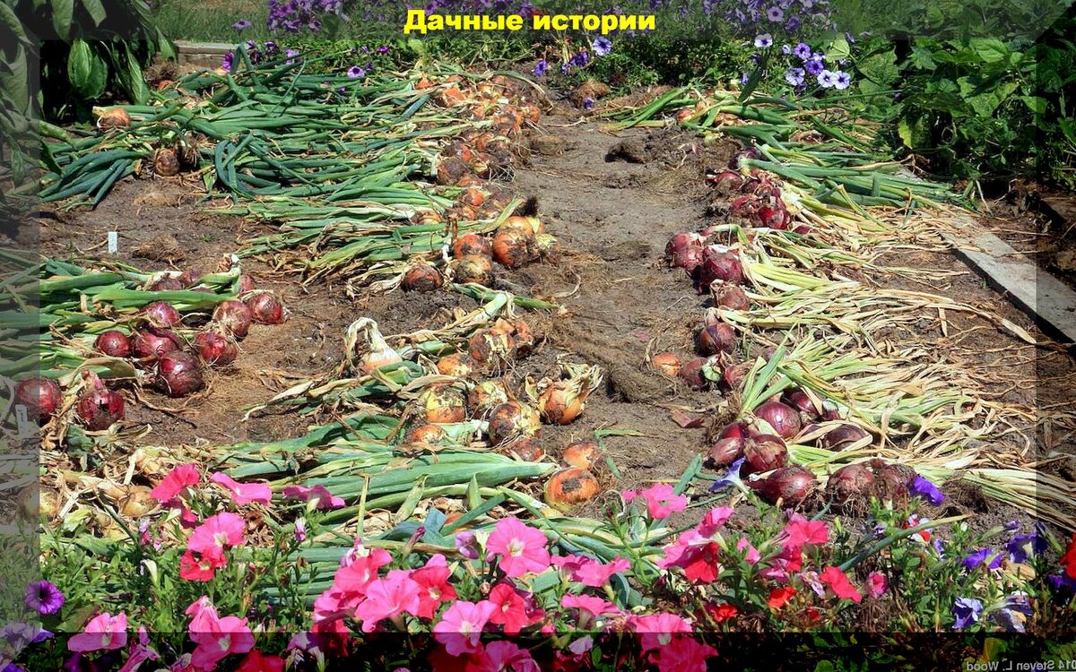 https://vk.com/photo-159774511_457261354