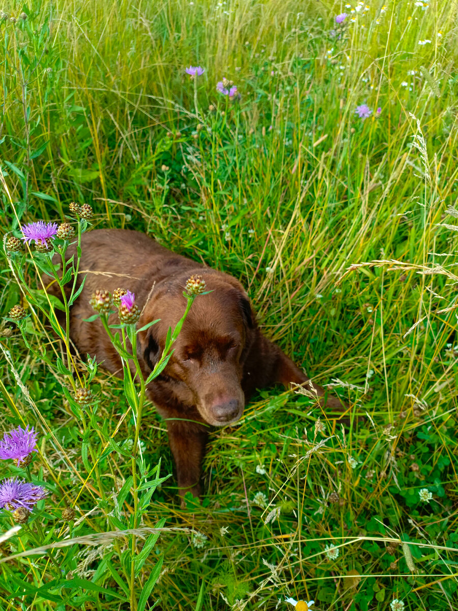 Старый верный друг.