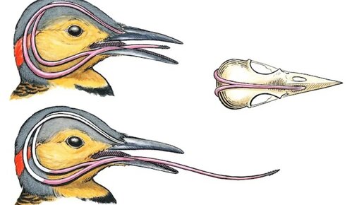 Язык дятла: Настолько длинный, что обвивает череп, имеет кость и шипы | Видео 🎥