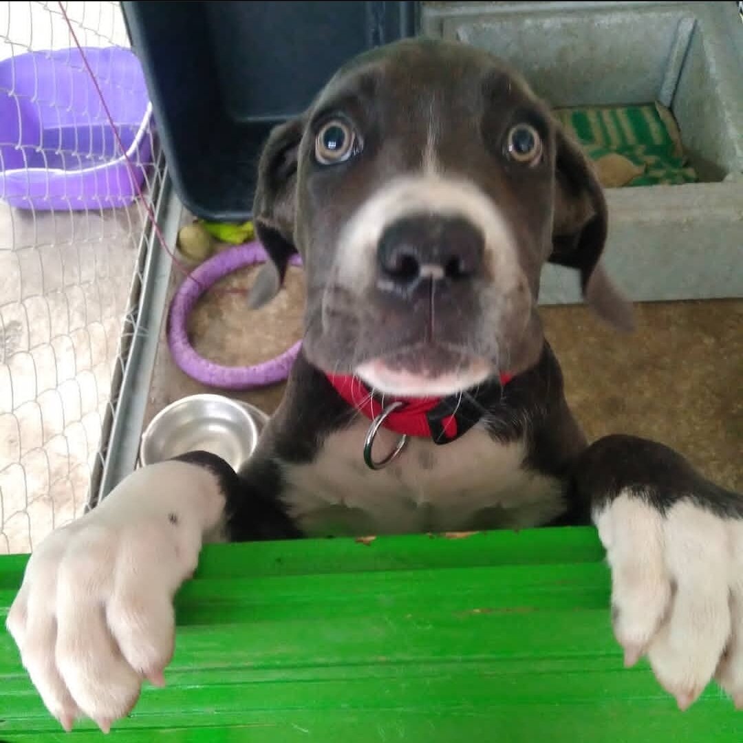 В загончике...