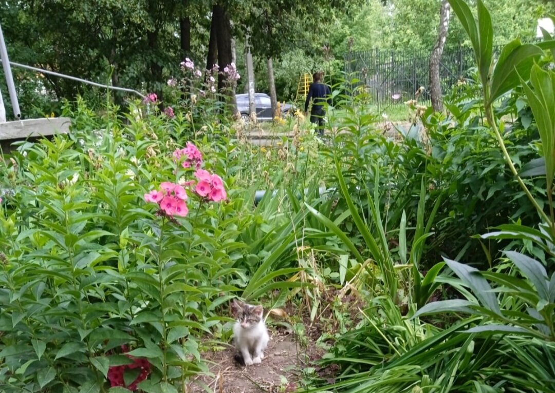 Фото автора. Вот та самая клумба и котячий ребёнок в ней.