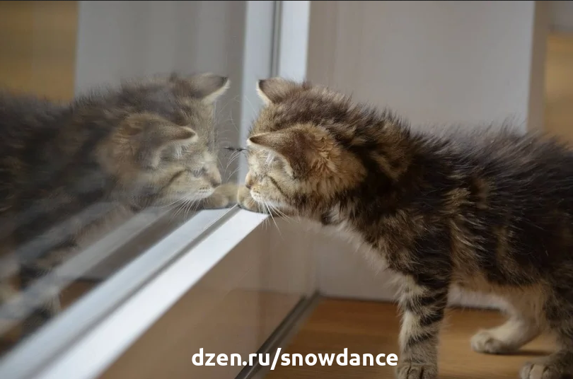 Понимают ли кошки, что это они отражаются в зеркале?