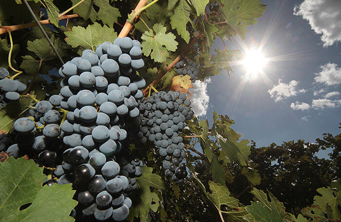    Виноградники в Крыму.Алексей Павлишак/ТАСС