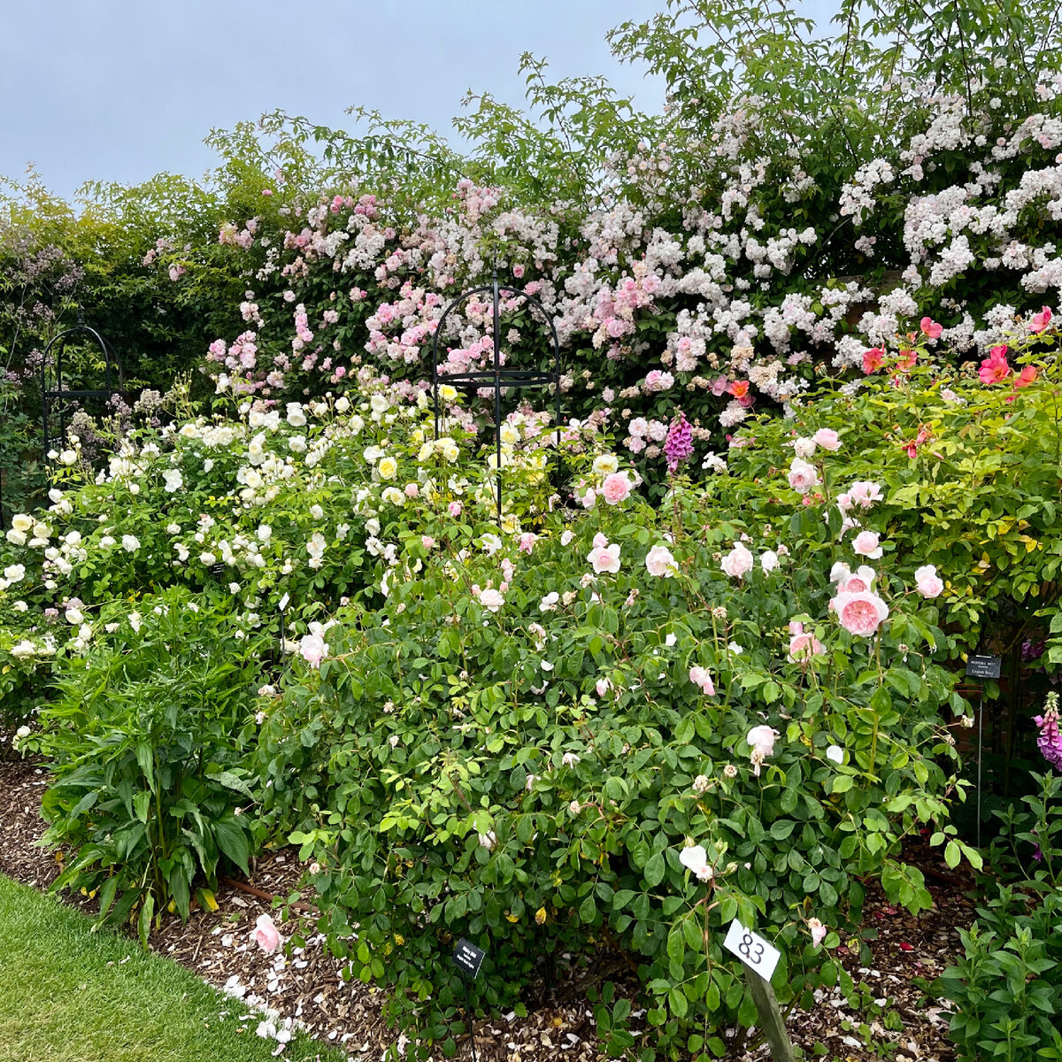 Трёхуровневая планировка розария (сад Д. Остина)