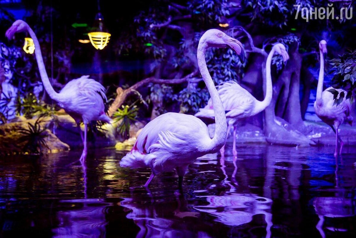     предоставлено Пресс-службой