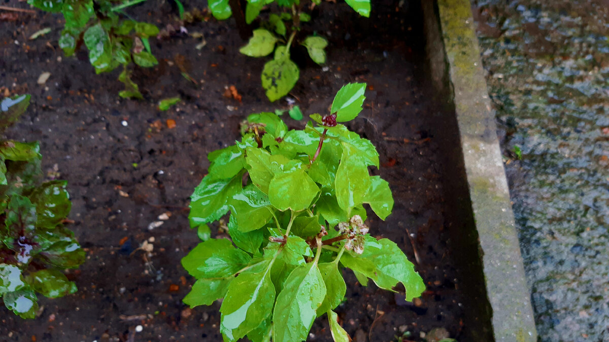 Базилик на грядке (фото автора)