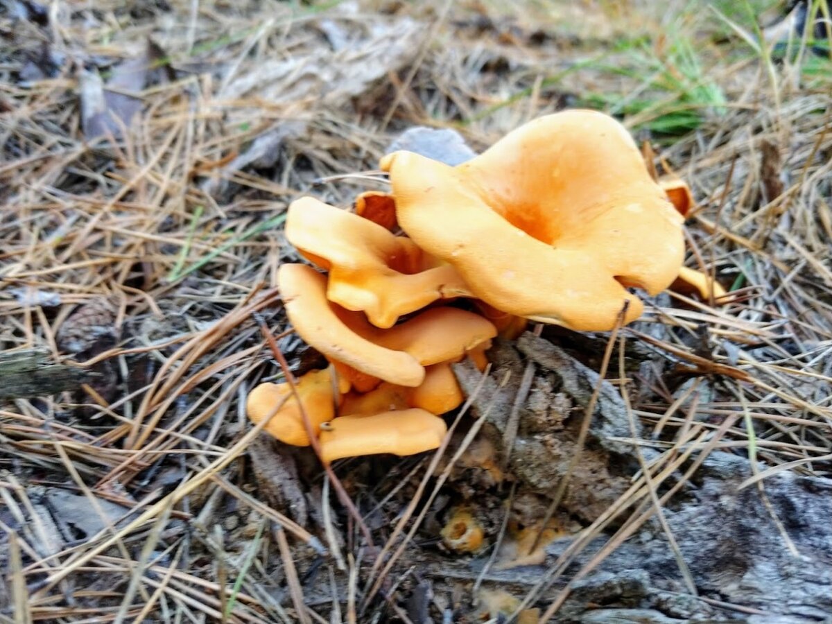 фото грибов лисички ложные