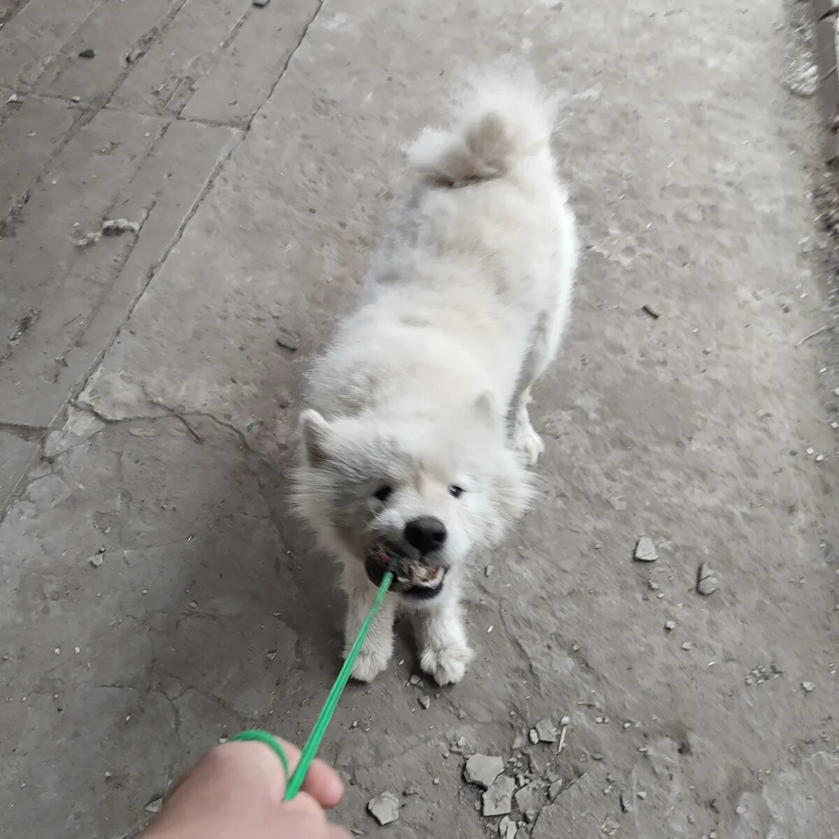 Фото: vk.com/zapanskoi