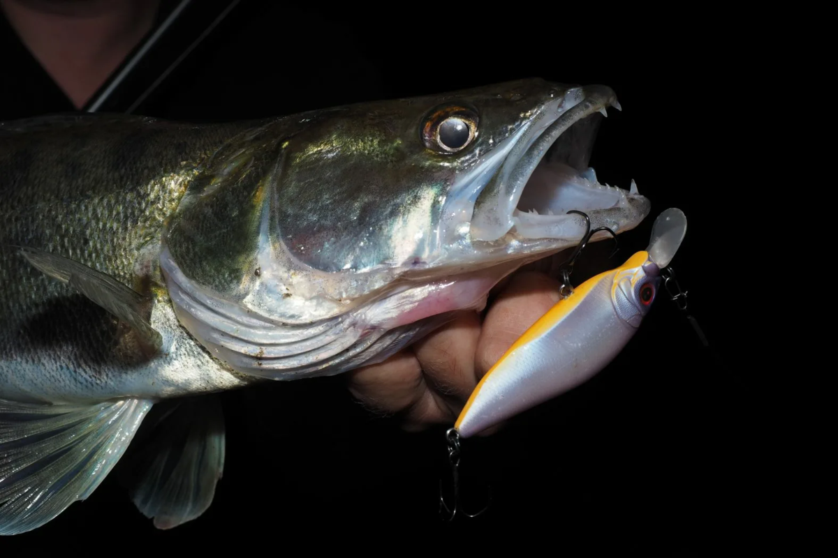 Какую рыбу ловят ночью. Ночная рыбалка. Какую рыбу ловят ночью. Ночной улов рыбы. Ночная рыбалка на фидер.