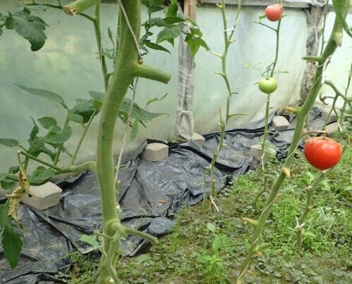 нужно ли обрезать листья на помидорах