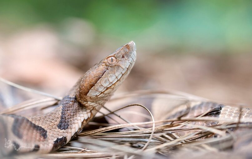 Южный медноголовый щитомордник A. c. contortrix