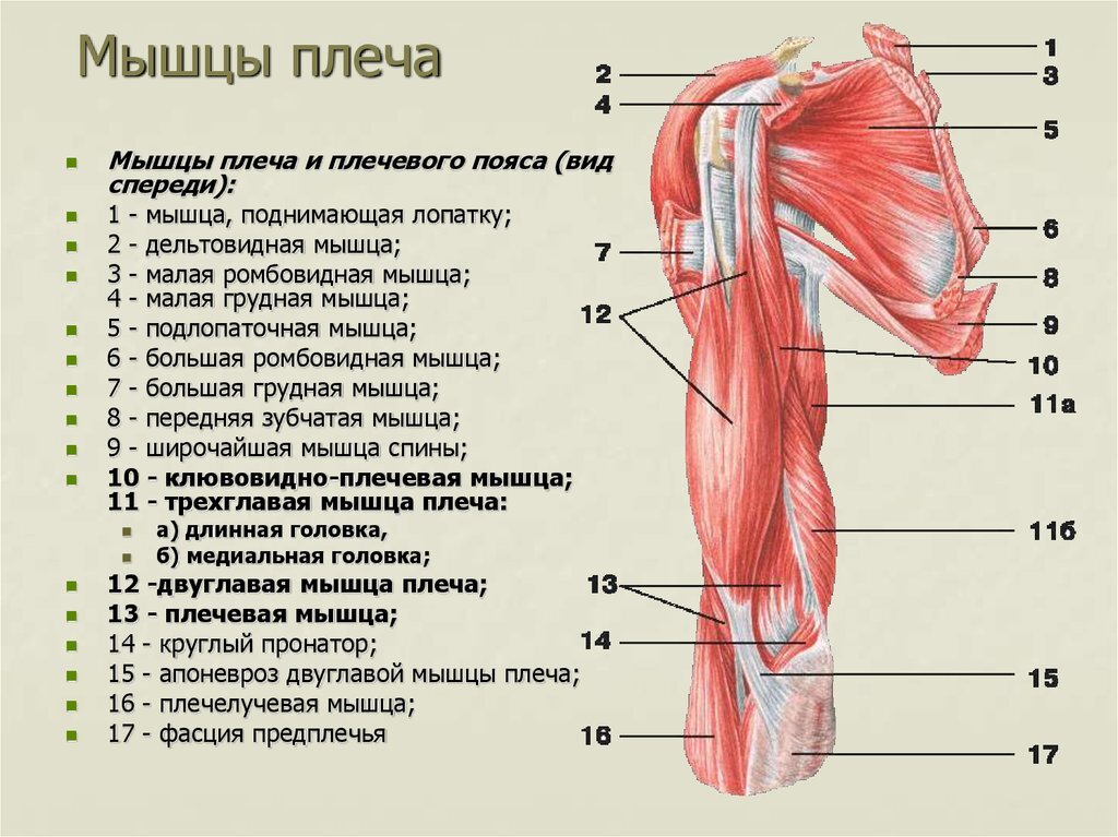 Название мышц костей. Мышцы плечевого пояса анатомия вид спереди. Мышцы плеча передняя группа сгибатели. Мышцы плечевого пояса и верхней конечности. Мышцы плечевого пояса анатомия рисунок.