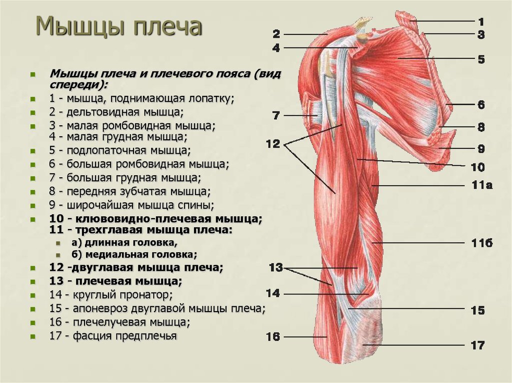 Укажи какая мышца на рисунке отмечена цифрой 3