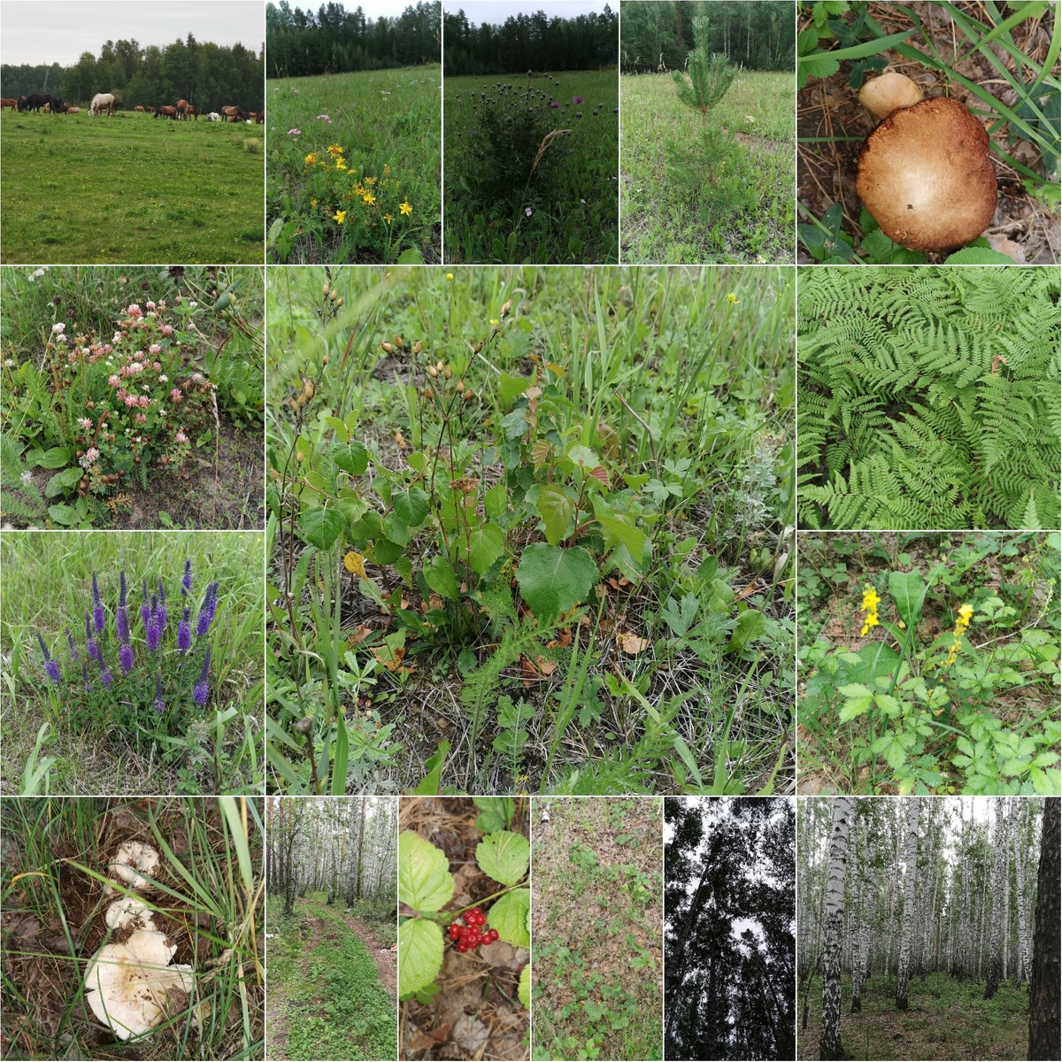 Изображение выполнено в приложении Collage Maker