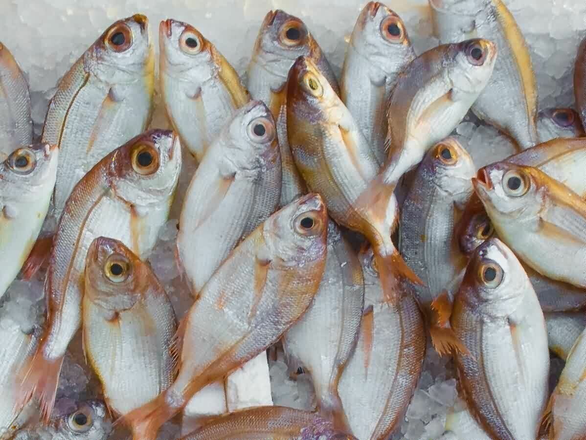 Почему рыба вредна. Куча рыбы. Охлажденная рыба. Многие рыбы. Груда рыбы.