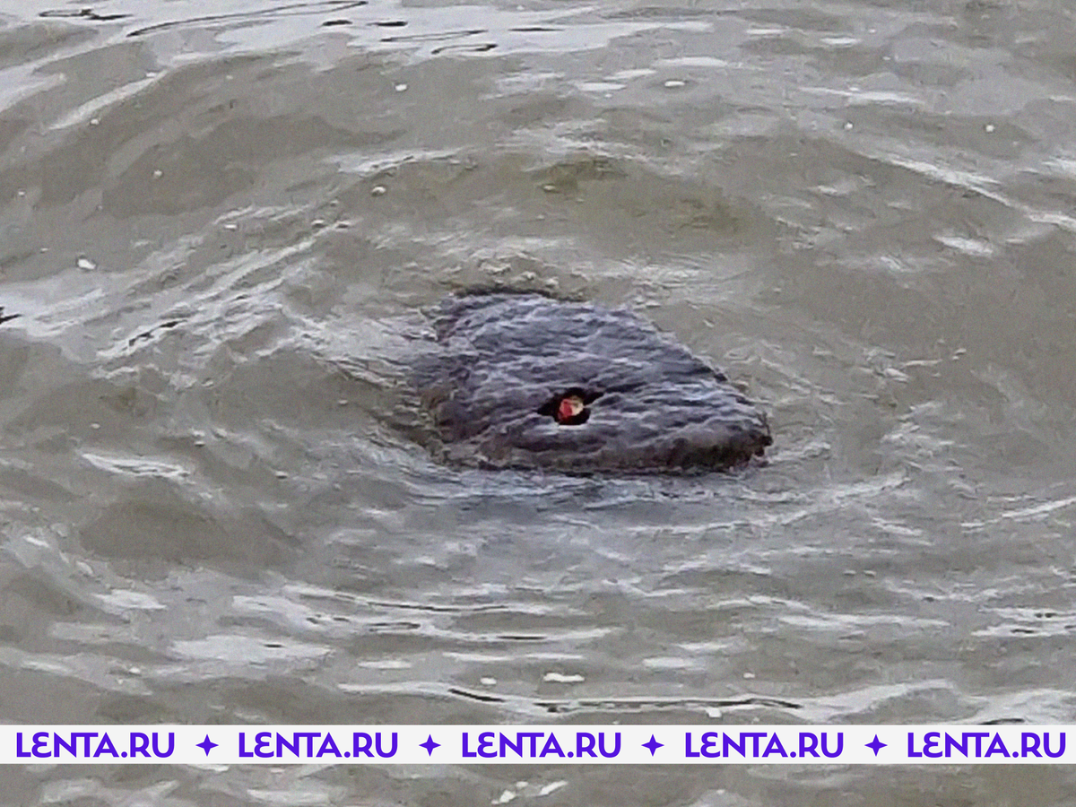 Фото: ApesApesApes /  Reddit