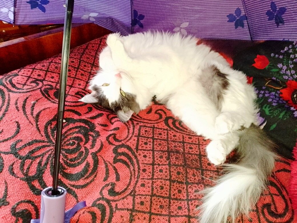 Тихон устроился под зонтом. (Фото автора). Листайте галерею.