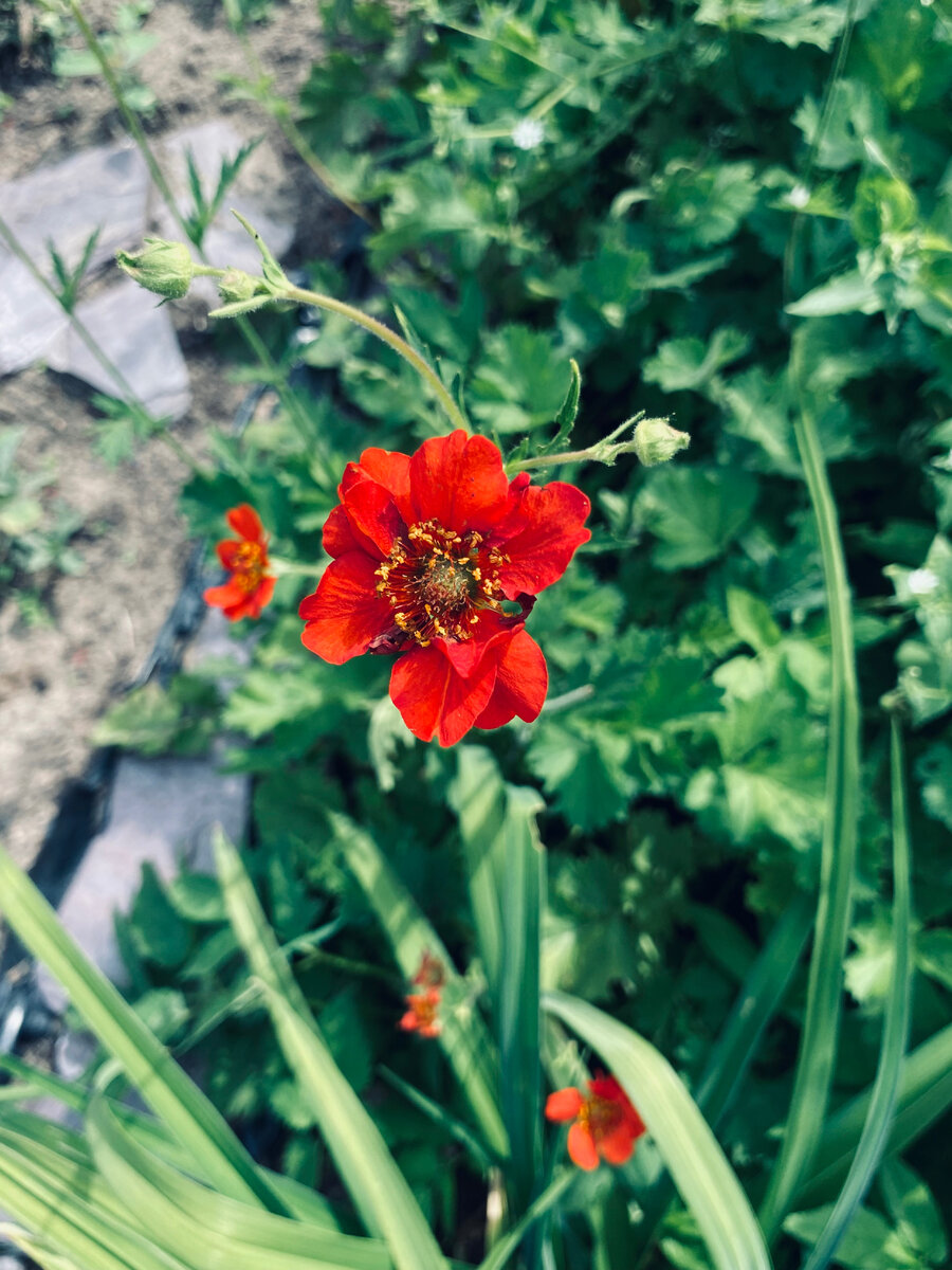 Цветок гравилата.