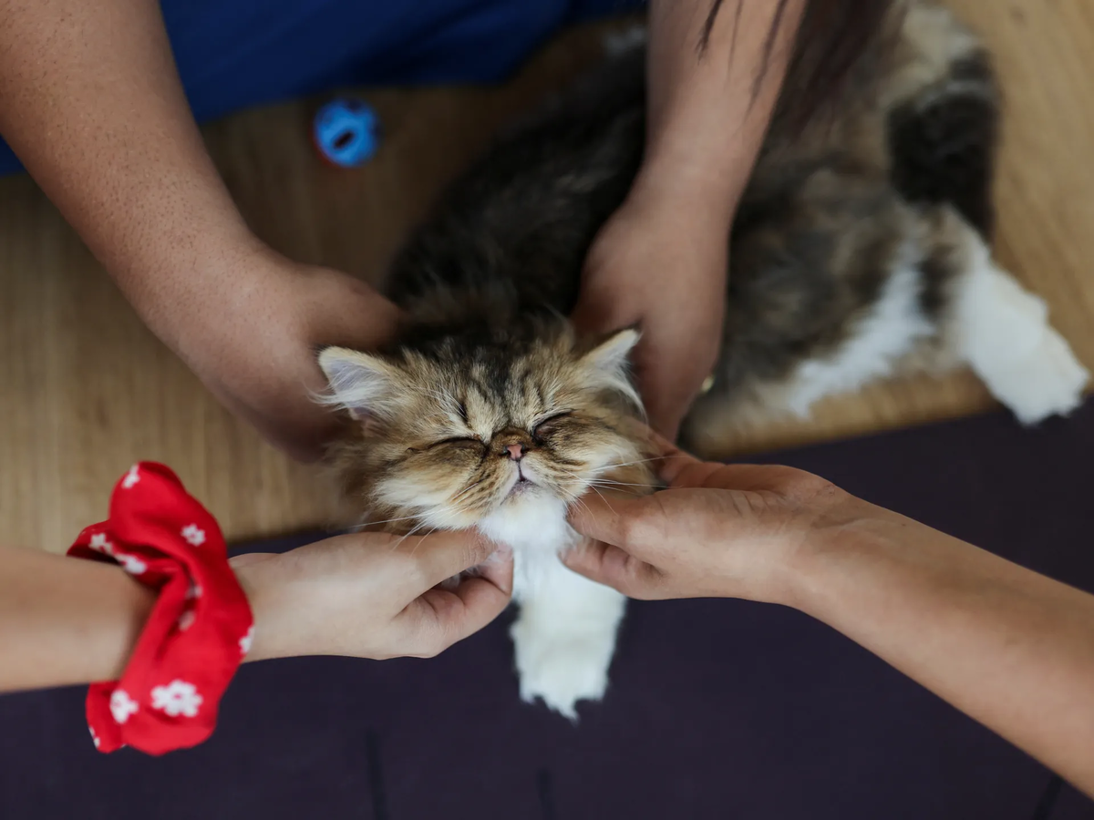 Индийцы начали заниматься йогой с бездомными котами, чтобы помочь им найти  хозяев | Журнал «Амбиверт» | Дзен