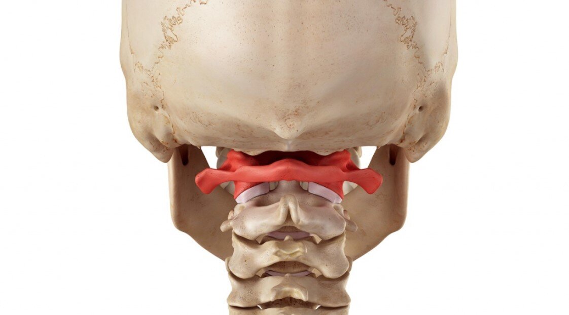 Атлант - он же первый шейный позвонок
