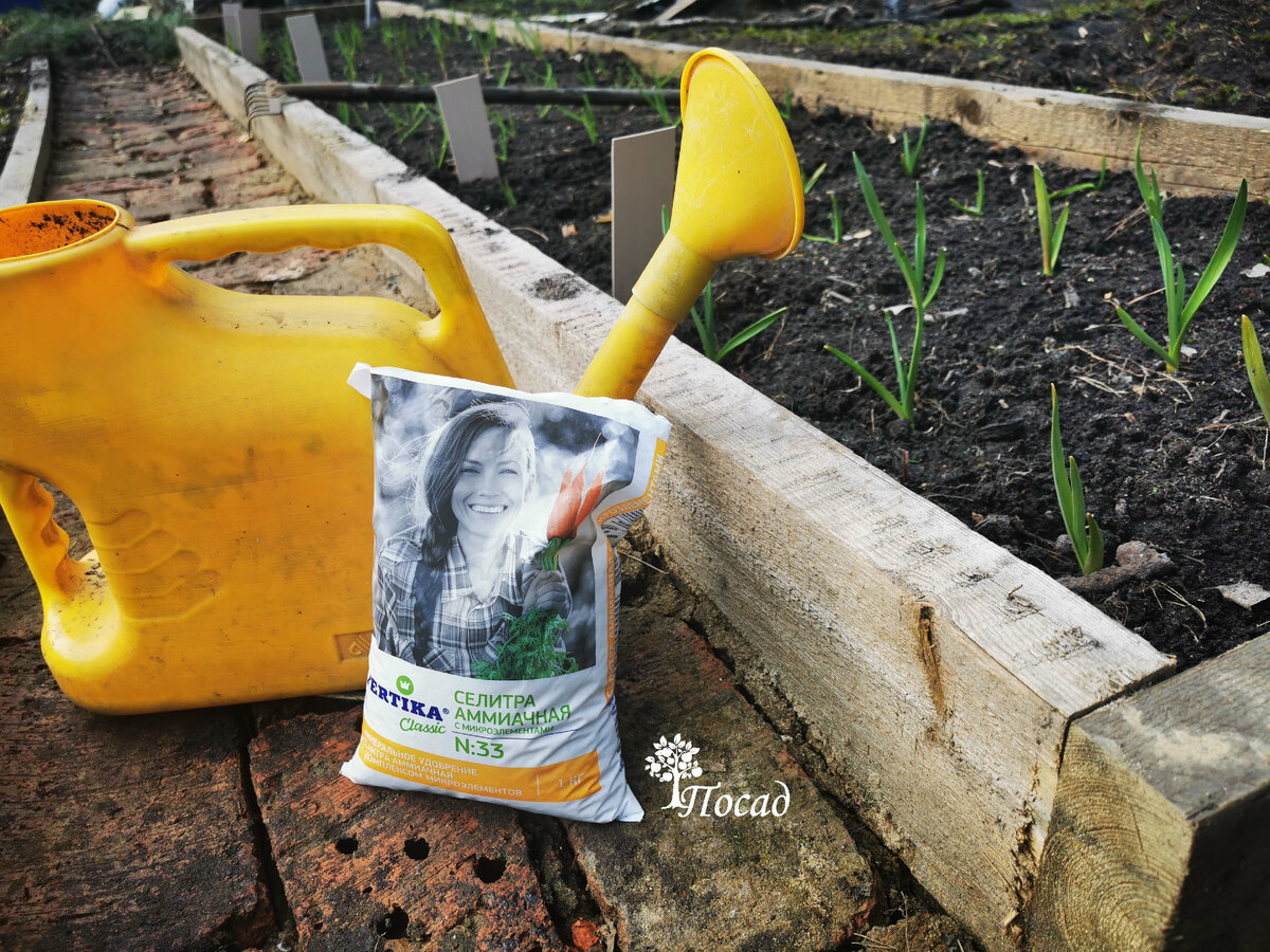 И чесноку, и гортензии, и многим другим. Аммиачная селитра - лучшее весеннее удобрение (на мой взгляд) для тех, кто не боится кислой почвы (она немного закисляет).