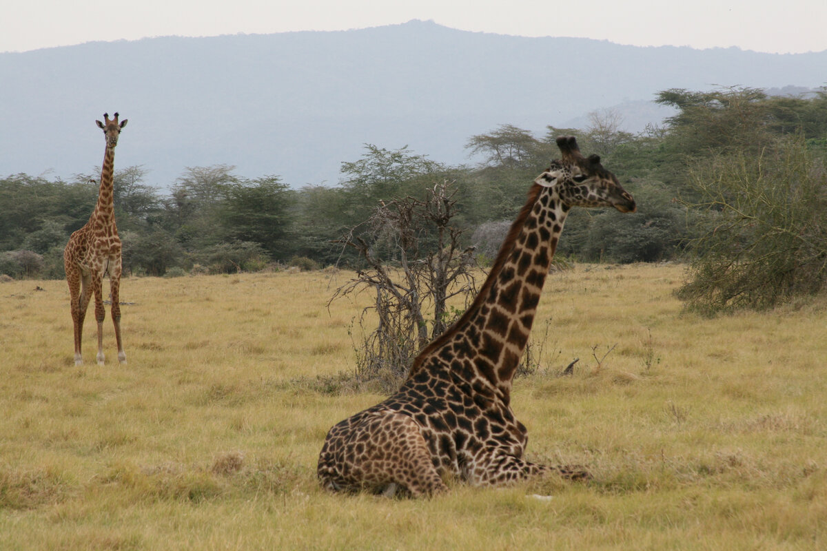 Такое увидишь нечасто - жираф сидит. Говорят, что даже спать может лёжа, свернувшись калачиком и положив длинную шею себе на бок. Обычно спит стоя, как лошадь, полузакрыв глаза. Да и то недолго: от 10 минут до 2-х часов в сутки. Танзания, Лейк Маньяра.