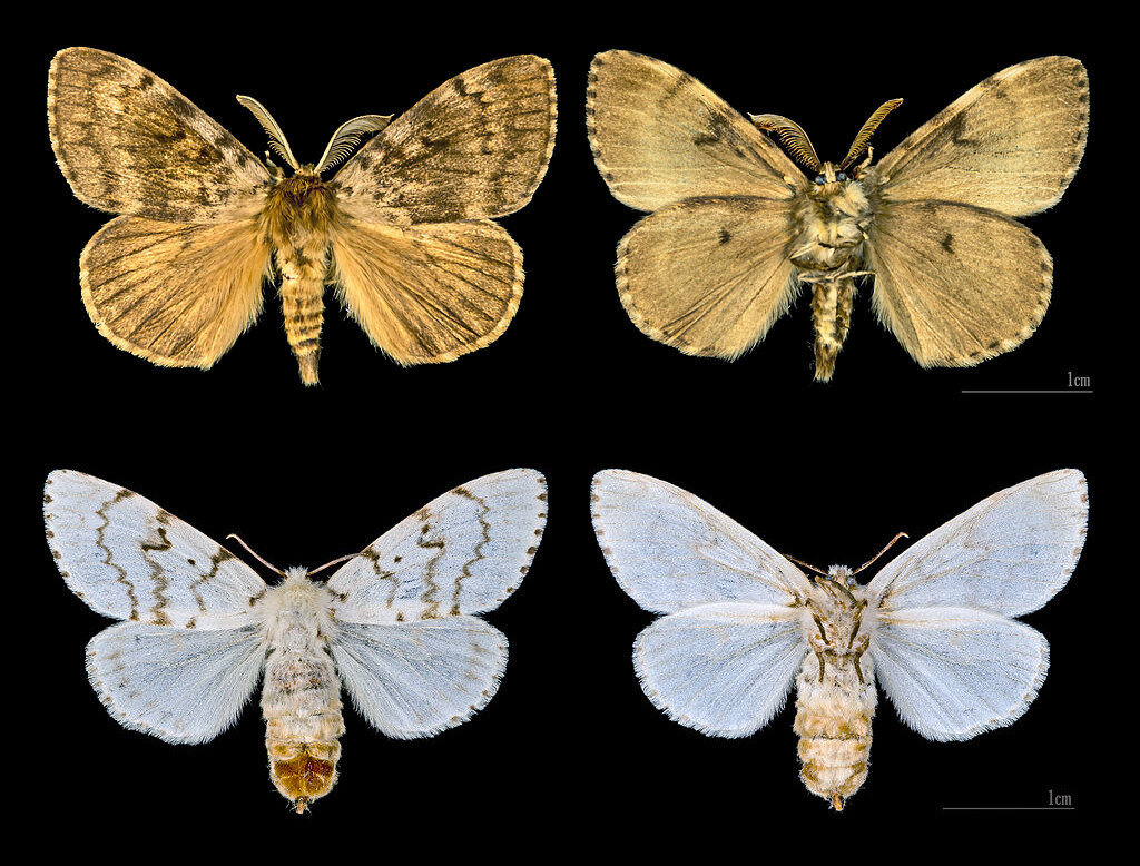 Самцы сверху, а самки – снизу.