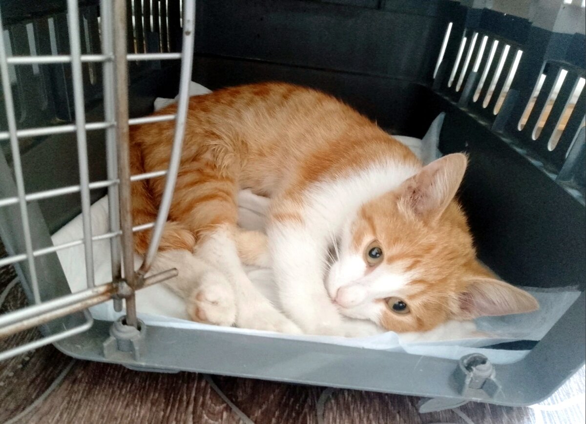 Буся могла только лежать и смотреть на всех жалобными глазами