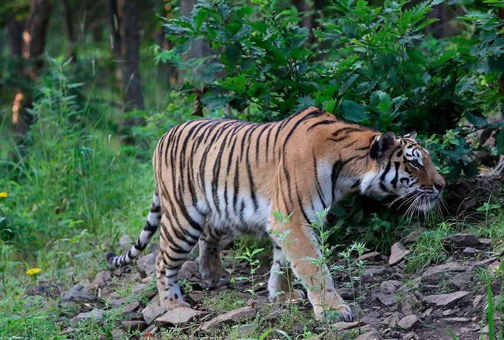 Фото: safaripark25.ru 