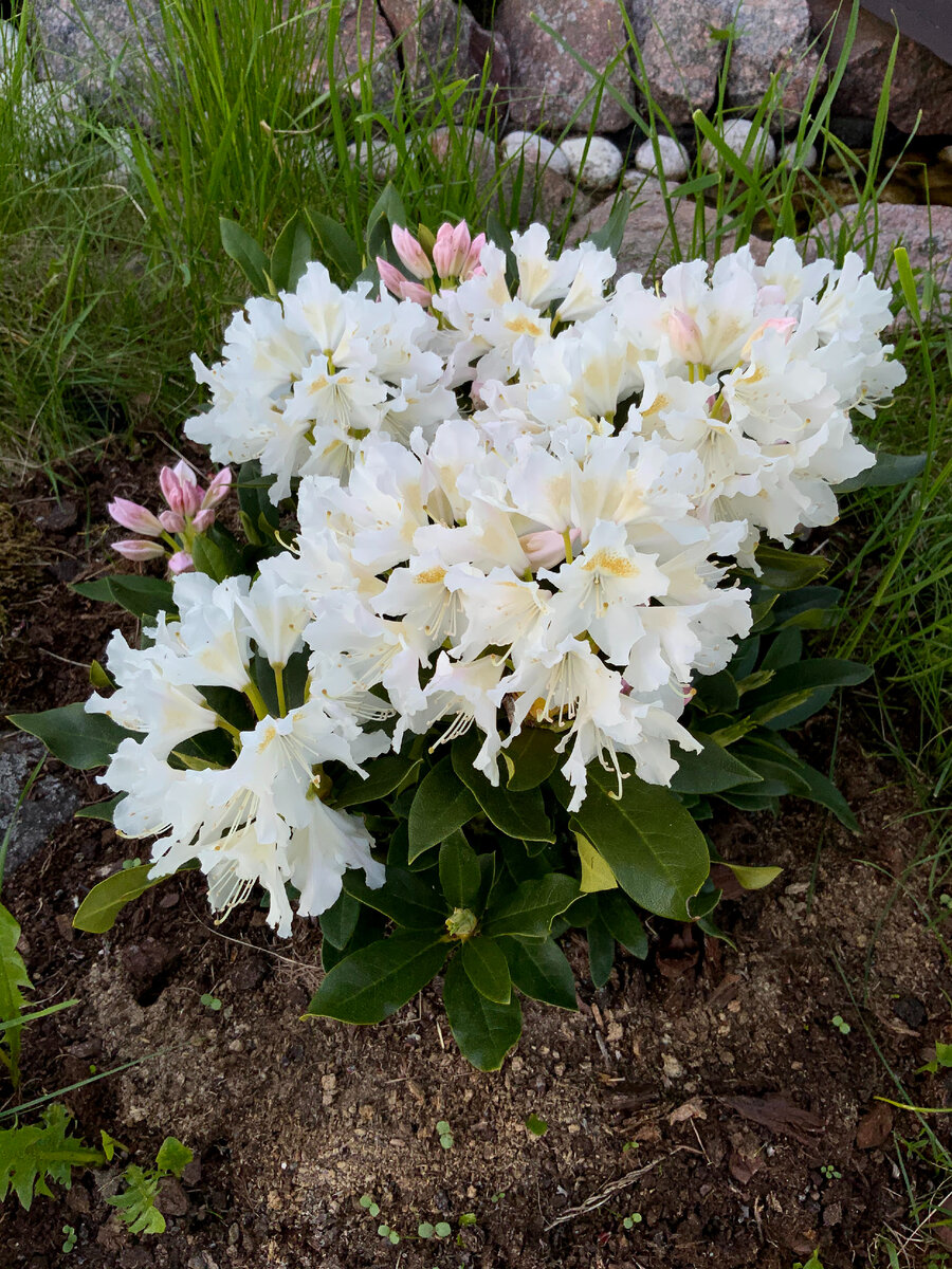 Цветение в 2020 году