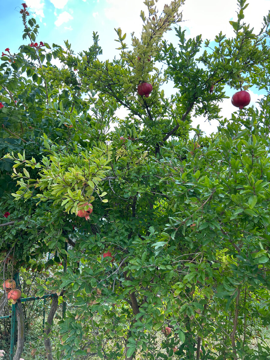 Гранаты растут и инжир