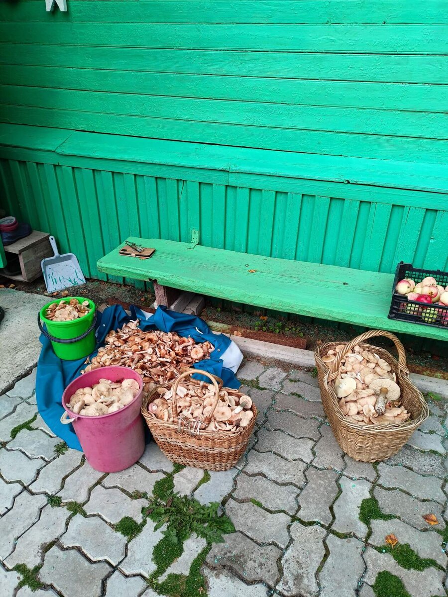 Муж прислал фотку моей будущей работы). Все собранное соседом грозится привезти. Придется солить, в морозилке места нет.