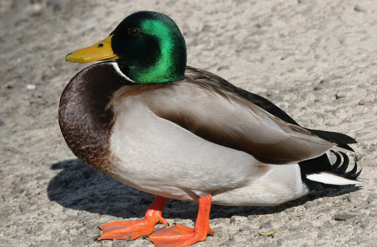 Фото взято из общего доступа в сети интернет