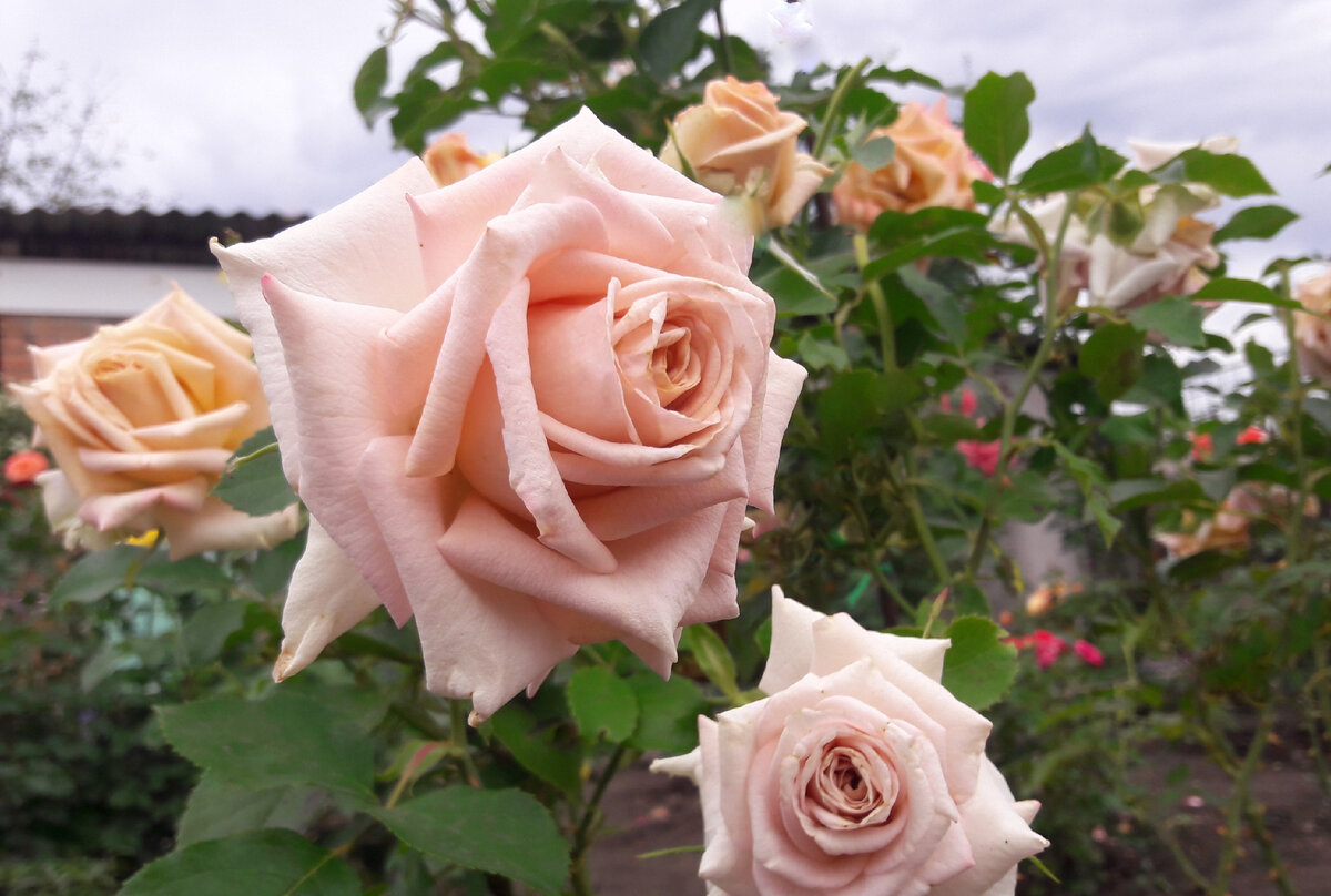 Creme Caramel /Крем Карамель/