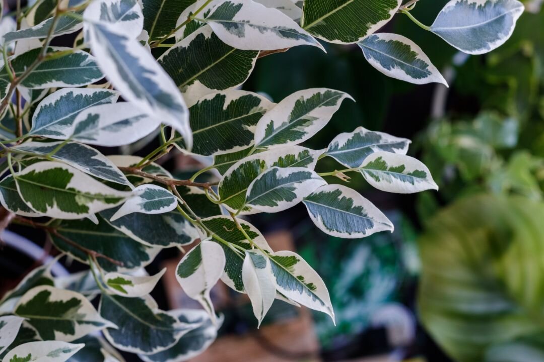 Ficus benjamina Leaf