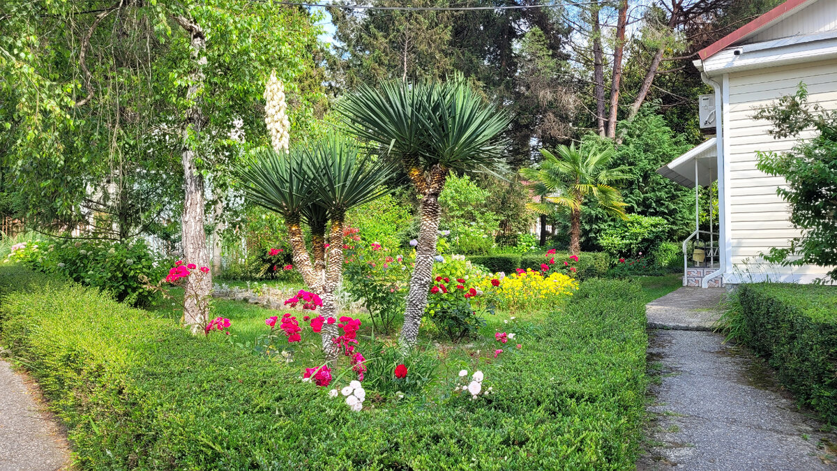 Цветущие юкки на территории отеля