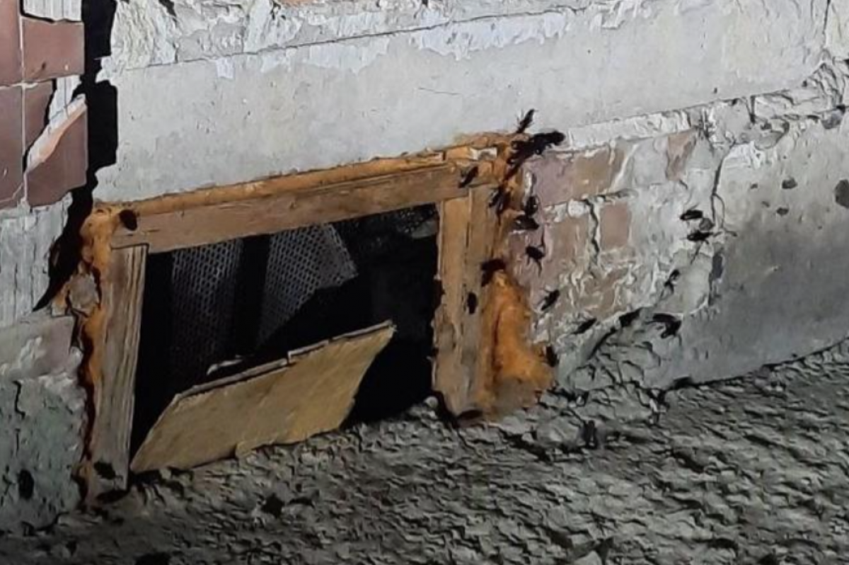    Под Новосибирском в подвале дома поселились аномально большие тараканы