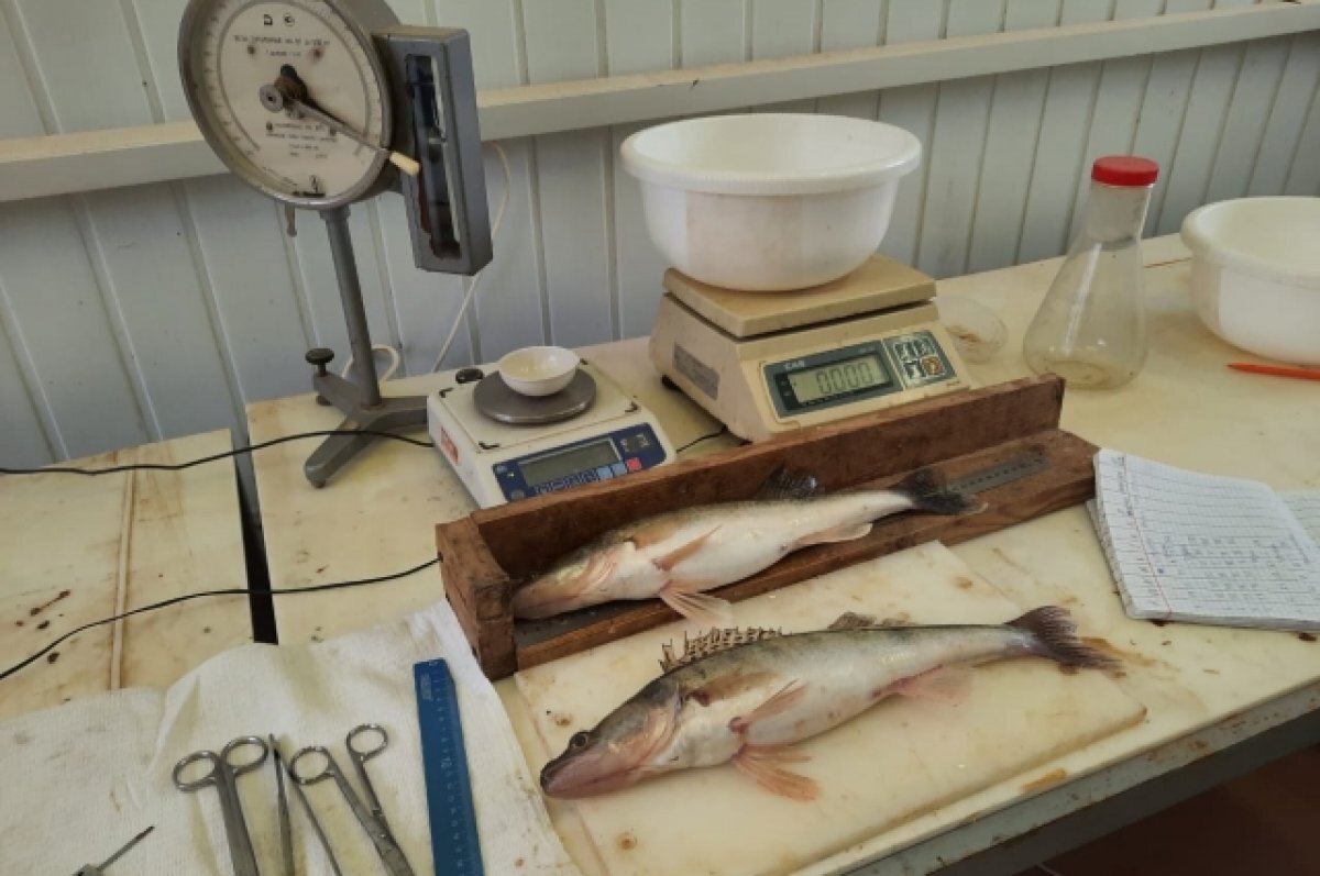    Учёные не нашли опасных паразитов в донской рыбе