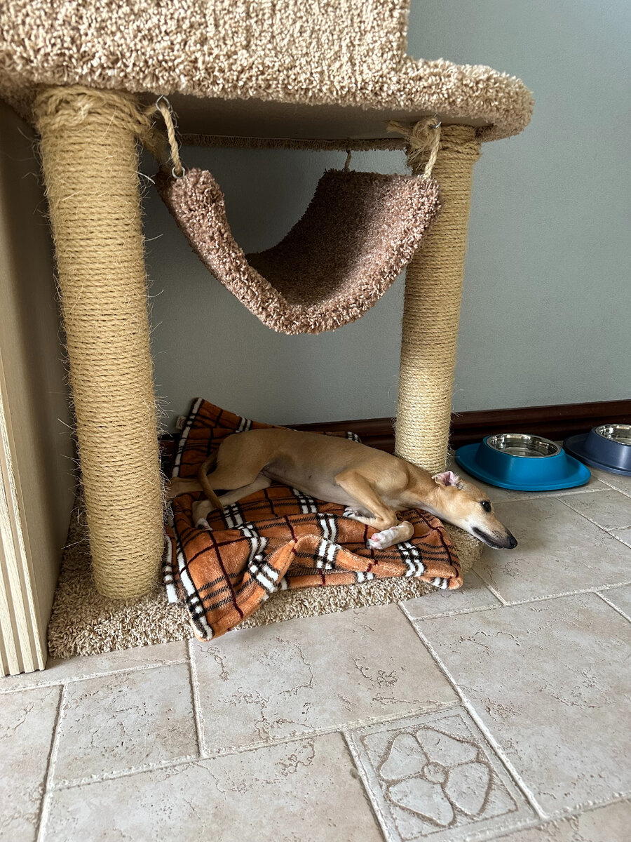 Соля в ожидании лежанки  