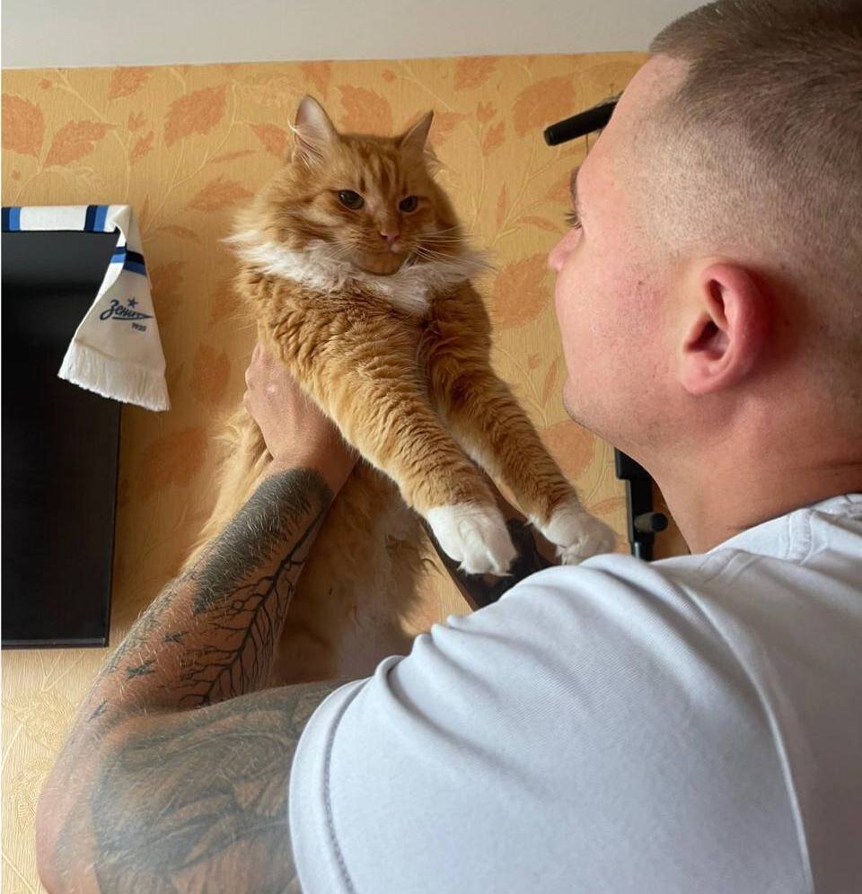 Кот бандит.