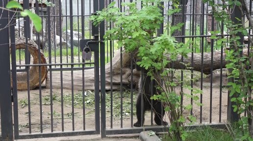 Медвежонок Тюбик обрабатывает кустарник. 08.07.2023