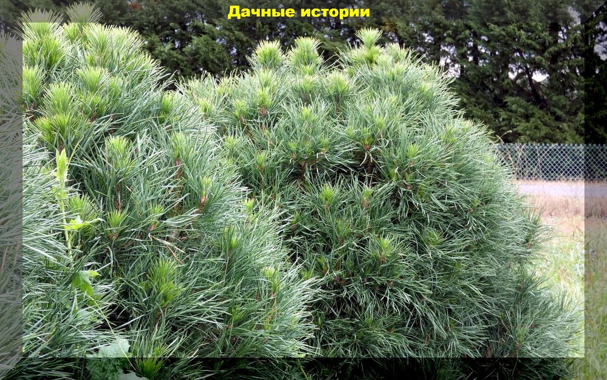 Обрезка бонсай Идеи озеленения, Возвышенные огороды, Сад с подстриженными деревь