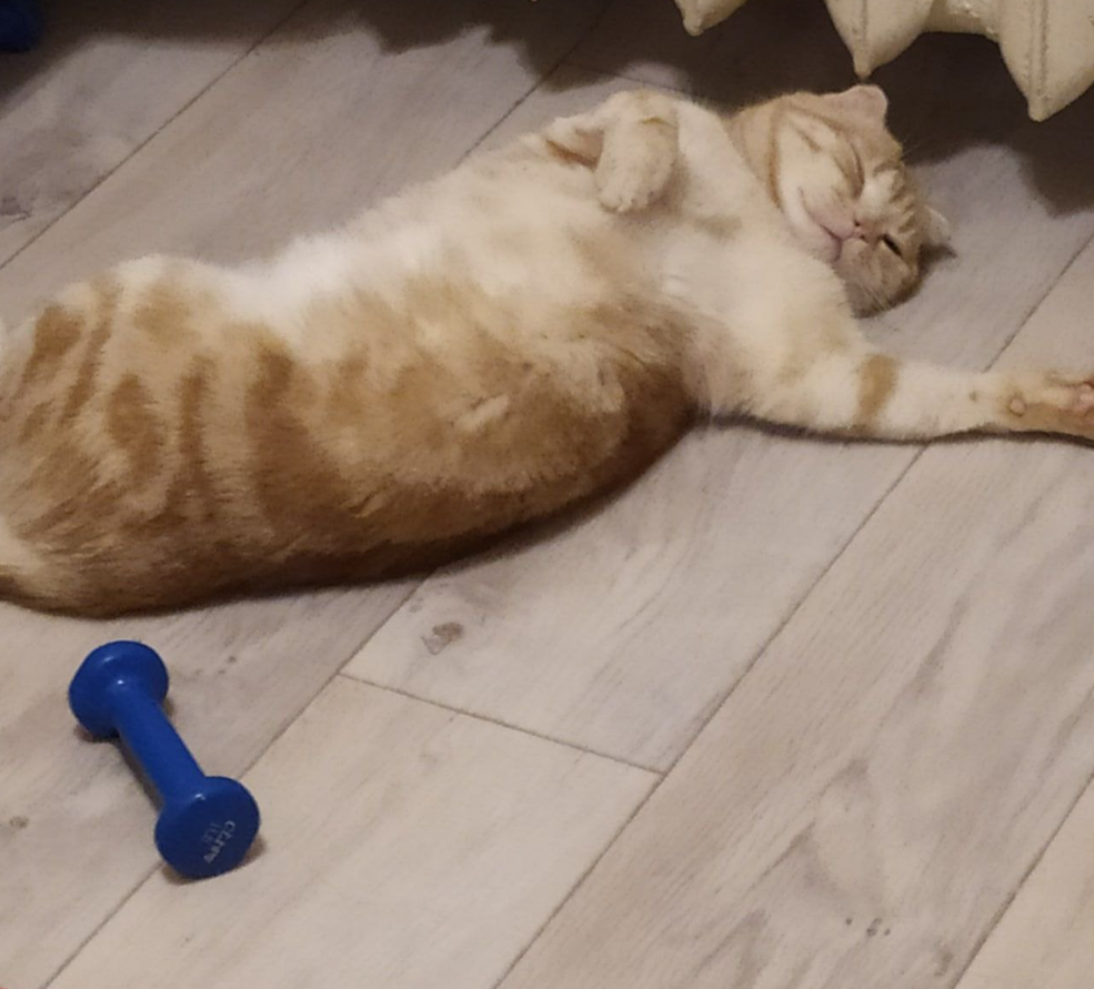 котик Листик