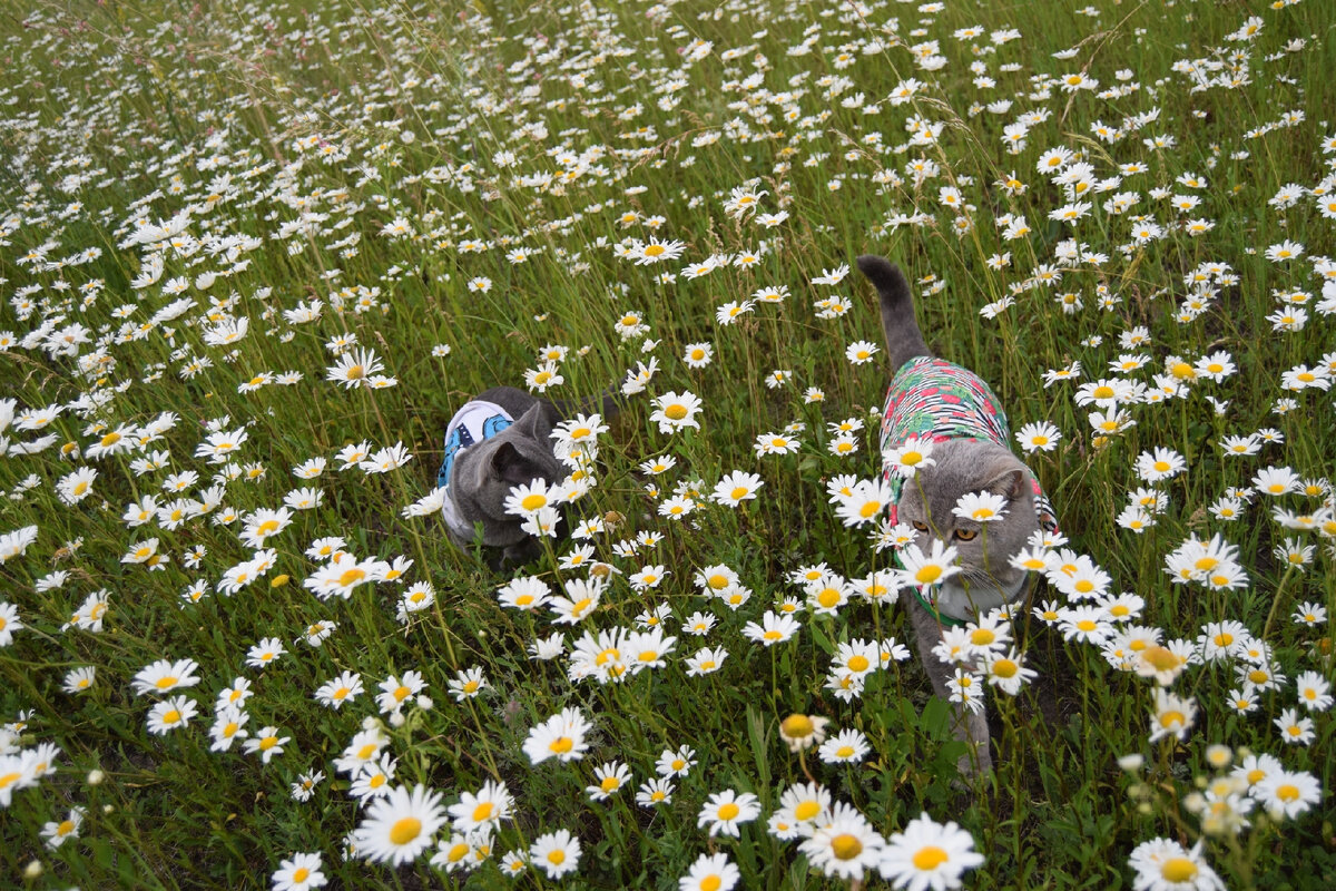 Кузя и Барсик в ромашках