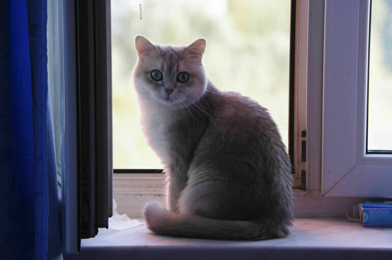   Игорь Самохвалов/ПГ