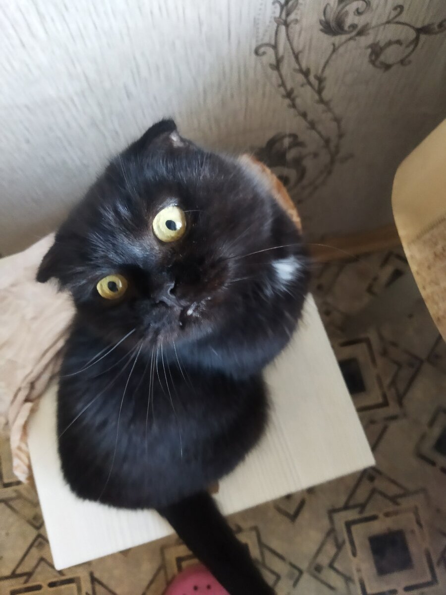 "Страшная" кошка Буся. 