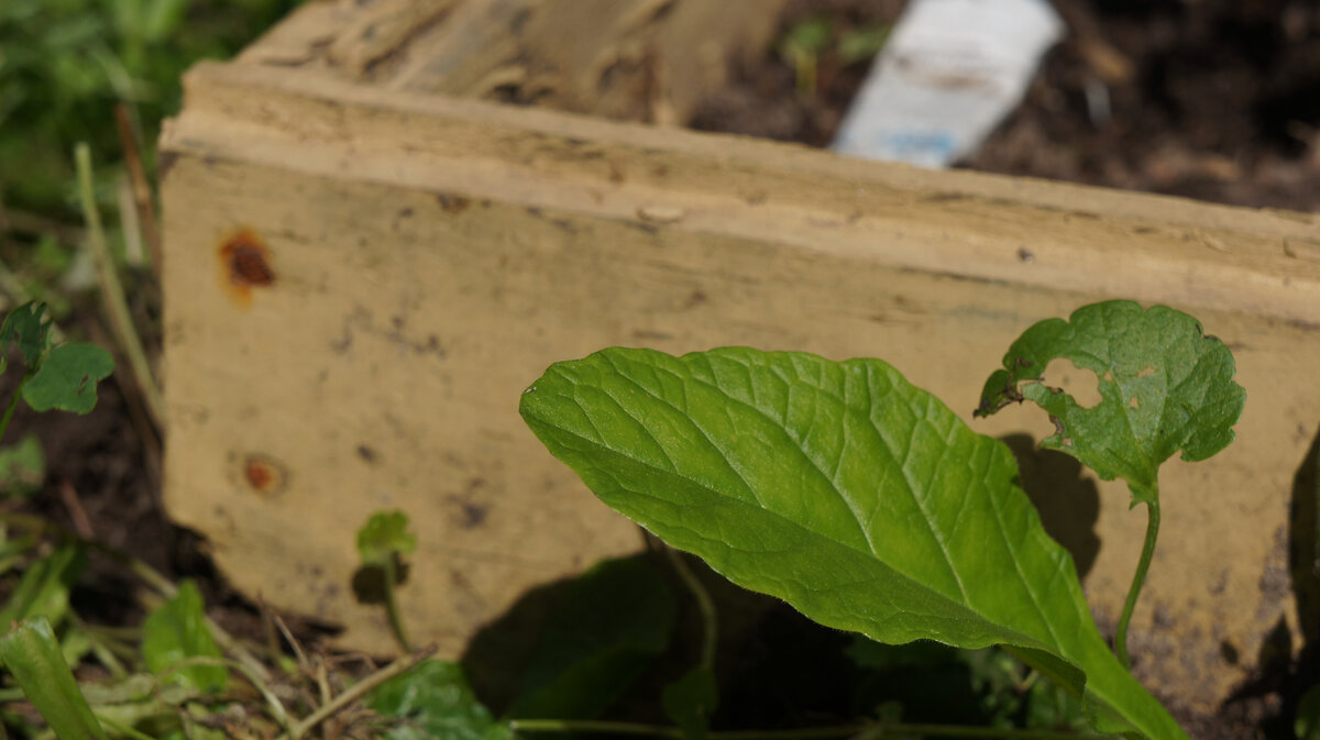 Эта грядка "из того, что было" живет четвертый сезон. Думаю, он станет для нее последним